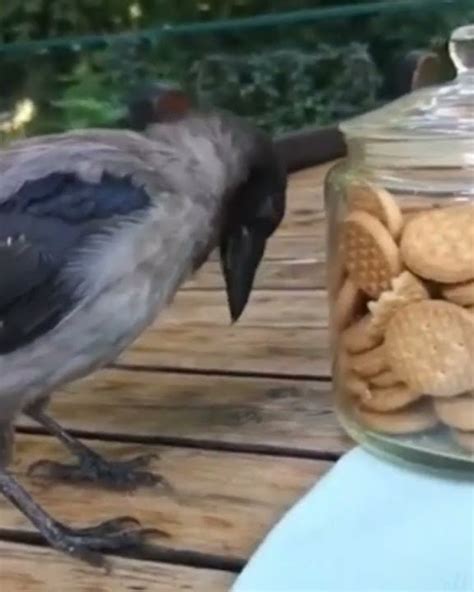 Hungry Crow😯😯😯😯😯😯 Youtube