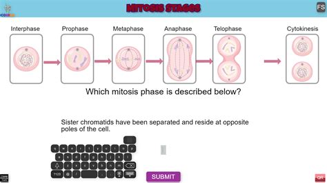 Mitosis Stages – coirle