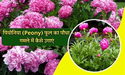 पियोनिया फूल का पौधा गमले में कैसे उगाएं How To Grow Peonies Flower