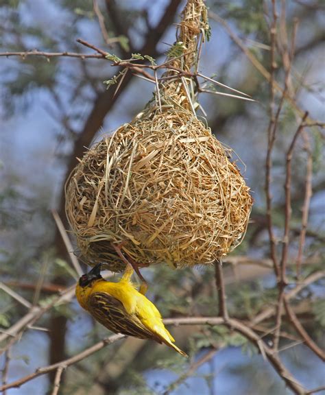 Las Variaciones En La Arquitectura De Nidos De Aves Tejedoras En