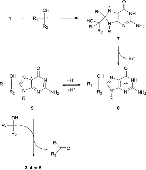 Scheme 2 Reaction Mechanism For The A Hydroxylalkyl C8 Adduct Formation