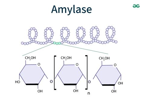 Amylase - Function, Types, and Normal Range - GeeksforGeeks