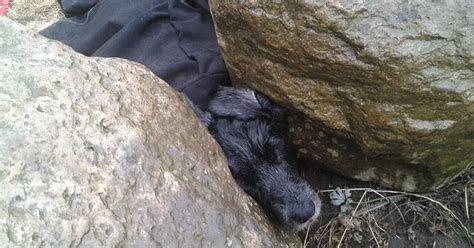 dog stuck   boulders  childrens playground  freed