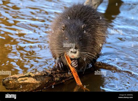 Baby beaver swimming hi-res stock photography and images - Alamy