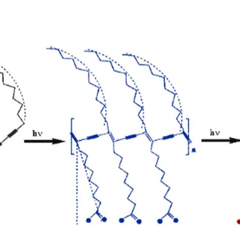 Schematic Drawing Of The Phases Of Pda From Left Black The