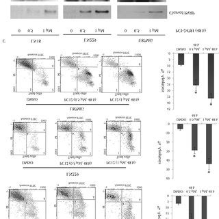 EZH2 Gene Silencing Promotes Cell Apoptosis A Flow Cytometry