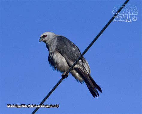 Mississippi Kite | shadeTreeImaging