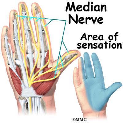 Hand Anatomy | eOrthopod.com