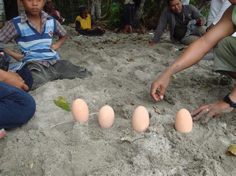 Pariwisata Tolitoli Tanjung Matop