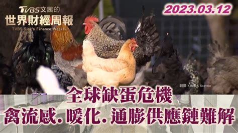 全球缺蛋危機 禽流感暖化通膨供應鏈問題難解 Tvbs文茜的世界財經周報 202300312 Youtube