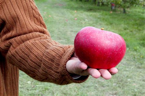 Biggest Apple In The World