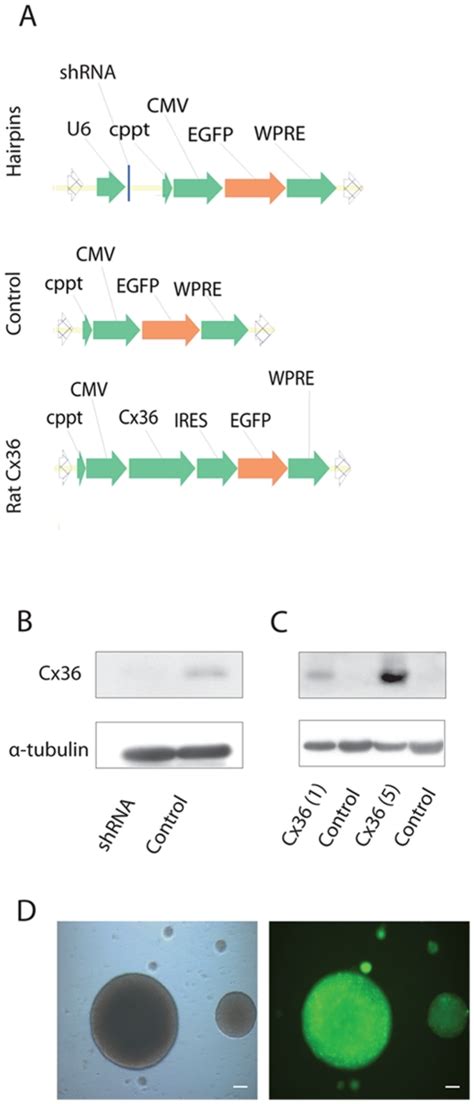 Lentiviral Expression Cassettes A Cx36 Levels In Neuronal Cultures