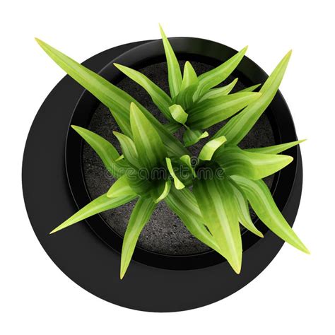 Top View Of Houseplant In Black Vase Isolated On White Stock