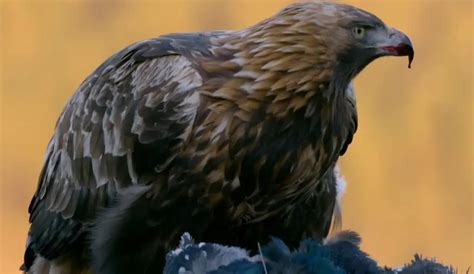 The Golden Eagle: Nature's Regal Predator