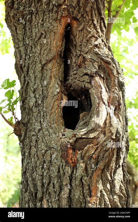 Tree Hollow Close Up Stock Photo Alamy