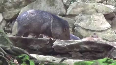 Xcaret y sus animales - YouTube