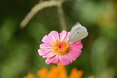 White Butterfly on a Beautiful Flower in the Garden Stock Photo - Image ...