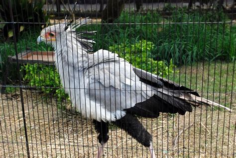 上野動物園東園 ヘビクイワシ（タカ目 ヘビクイワシ科） 写真nouenozoo2968