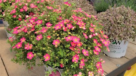 Potentilla Happy Face® Hearts (Bush Cinquefoil) // Hardy, NATIVE, Easy ...