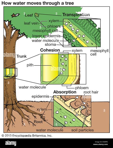 How Water Moves Through A Tree Diagrams Plants Hi Res Stock Photography