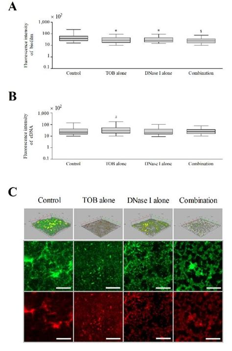 Effect Of Dnase I And Tobramycin On Biofilm Structure Of P Aeruginosa