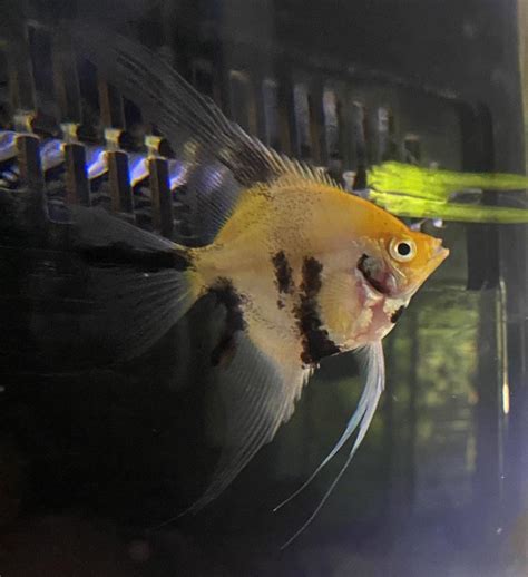 What’s wrong with my angelfish? : r/Cichlid