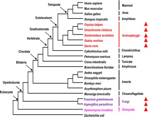 Species Tree For Representative Eukaryotes And The Distributions Of