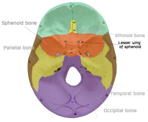 Greater And Lesser Wing Of Sphenoid - slidesharetrick