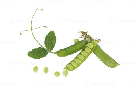 Open Pea Pods And Green Leaf Isolated Over White Stock Photo