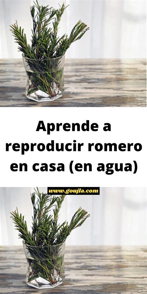 Aprende a reproducir romero en casa en agua Jardinería de