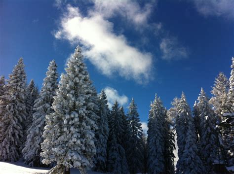 Fotos Gratis Rbol Bosque Desierto Rama Monta A Nieve Fr O