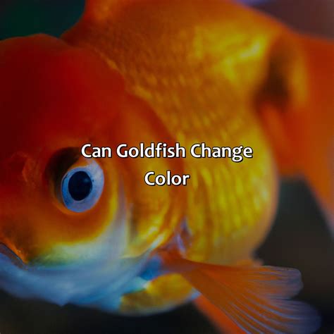 What Color Is A Goldfish - colorscombo.com