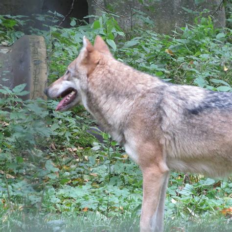 Wölfe im Wildgehege Moritzburg Horus3 Flickr