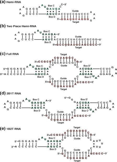 Schematic Representations Of Rna Constructs Used The Guide Sequence Is Download Scientific