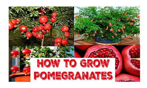 How To Grow Pomegranate Indoor Guides Svg