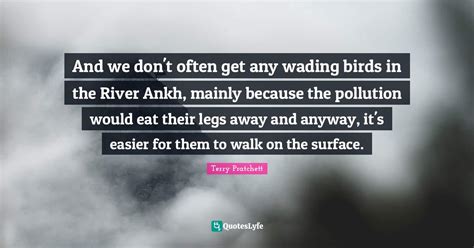 dont    wading birds   river ankh  beca