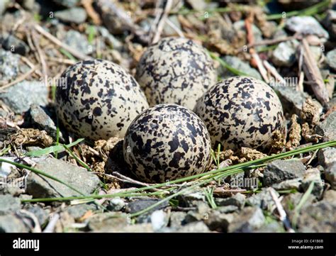 Birds Laying Eggs – Telegraph