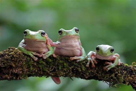 La Rana Domestica Quale Specie Scegliere