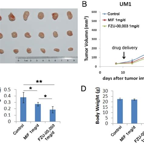 Fzu Suppresses Um Xenograft Tumor Growth In Vivo A B