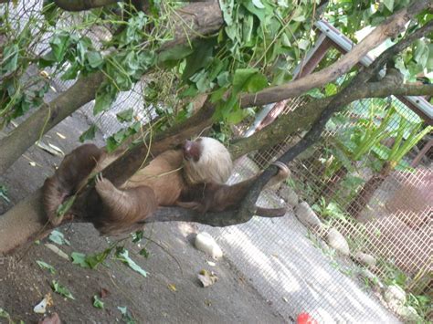 Kid's Club Visits the Jaguar Rescue Center » Planet Conservation