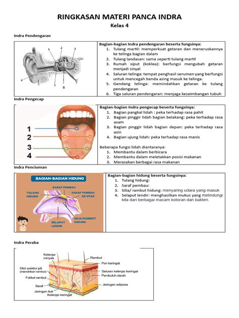 materi panca indra kelas  sd