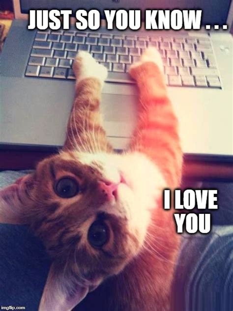 Image Tagged In I Love You I Love Cats Cat Imgflip