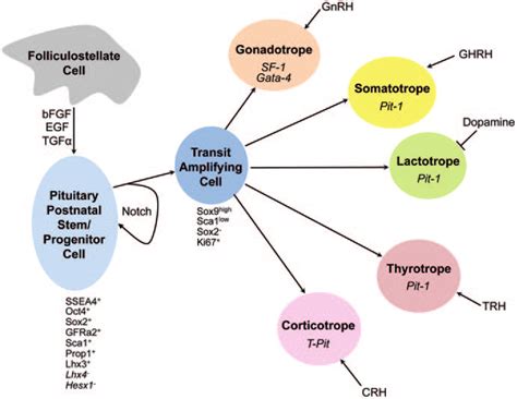 2 Adult Pituitary Stem Cells Facultative Cell Expansion And Pituitary