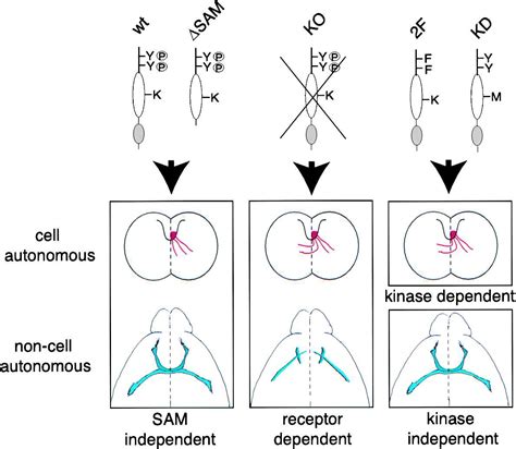 Kinase Dependent And Kinase Independent Functions Of Epha Receptors In