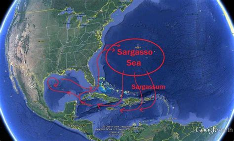 The Journey of the Sargassum - AkumalNow