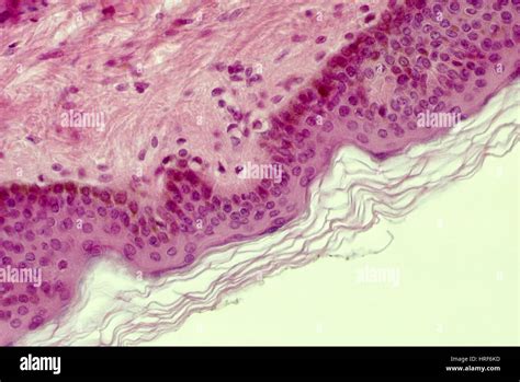 Epitelio Escamoso Estratificado Fotografía De Stock Alamy