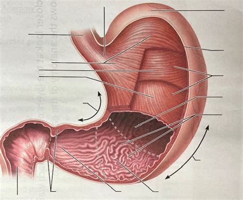 Anatomy Of The Stomach Diagram Quizlet