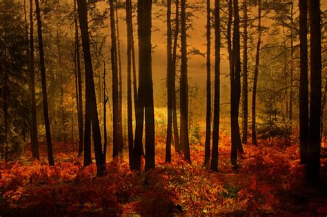 Sunset in the woods by SvitakovaEva on DeviantArt