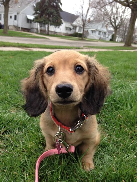 Tinker Bell Long Hair Shaded Cream Miniature Dachshund Dachshund