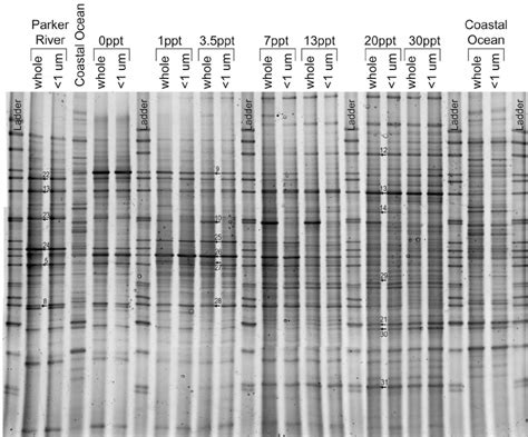 Dgge Gel Of Pcr Ampli Fi Ed 16s Rdna Genes From Samples Collected Along